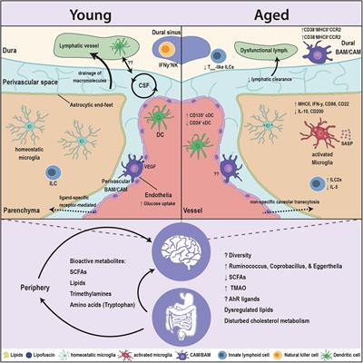 Getting on in Old Age: How the Gut Microbiota Interferes With Brain Innate Immunity